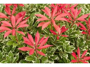 zimozielony Pieris japonski Little Heath
