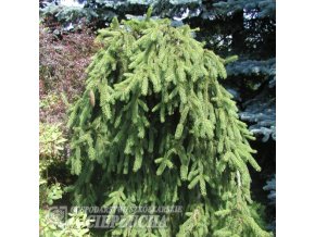 Picea abies Inversa