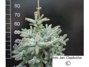 Picea pungens Blue Trinket