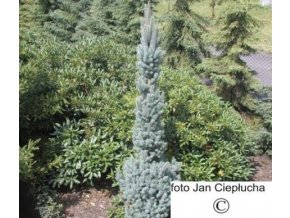Picea Pungens Iseli Fstigiate
