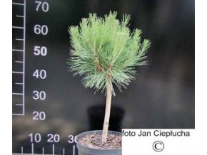 Pinus Densiflora Compacta