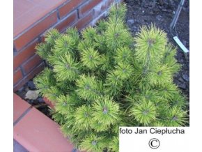 Pinus Mugo Ophir