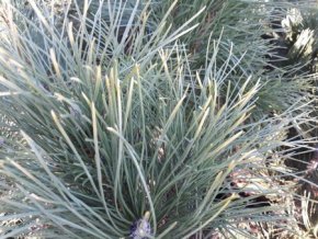 pinus heldreichii aureospicataa