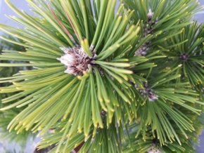pinus nigra nana