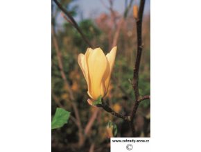 16102338PA Magnolia Butterflies (Copy)