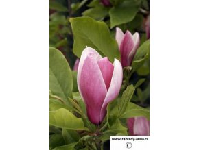 MG 0234 Magnolia x soulangeana Winelight (Copy)