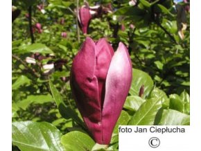 Magnolia liliflora Nigra