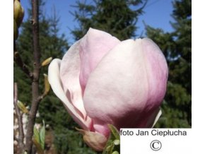 Magnolia x soulangeana Ristica Rubra