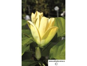 53 magnolie yellow lantern