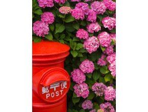 HORTENZIA VEĽKOLISTÁ 'ružový (HYDRANGEA MACROPHYLLA)