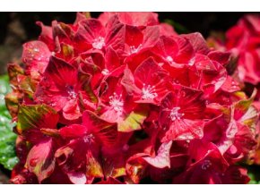 HORTENZIE VELKOLISTÁ 'Červené‘ (HYDRANGEA MACROPHYLLA)