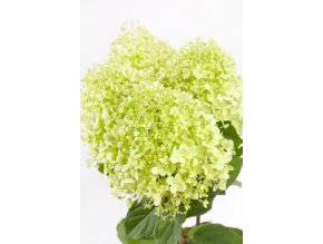 HORTENZIE LATNÁ  'CANDLELIGHT' PBR (HYDRANGEA PANICULATA)