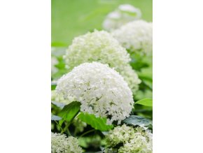 HYDRANGEA ARBORESCENS INCREDIBALL® 'ABETWO' BÍLÁ AŽ PISTÁCIOVÁ, STROMEČKOVITÁ VÝŠKA 40CM