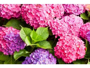 HYDRANGEA MACROPHYLLA – ZAHRADNÍ, BORDÓ VÝŠKA 30CM