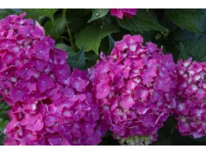 HYDRANGEA MACROPHYLLA ', RUŽOVO-MODRÁ VÝŠKA 30CM