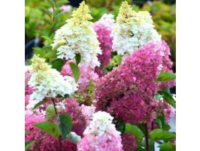 HYDRANGEA PANICULATA 'FRAISE MELBA' (RENBA) RŮŽOVO-ČERVENÁ VÝŠKA 40