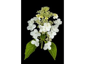 HYDRANGEA PANICULATA 'POLESTAR' PBR LATNATÁ, KRÉMOVO-BÍLÁ VÝŠKA 40CM