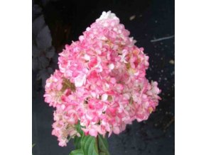 HYDRANGEA PANICULATA VANILLE-FRAISE ' PBR LATNATÁ, BÍLO-RŮŽOVÁ VÝŠKA 40