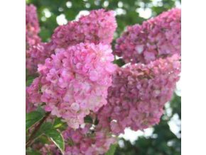 HYDRANGEA PANICULATA 'SUNDAE FRAISE' (RENSUN) KYTICE HORTENZIE