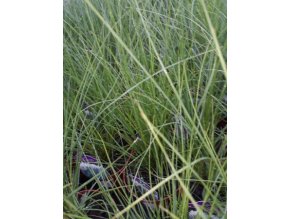 PANICUM VIRGATUM 'ROTSTRAHLBUSCH' PROTO PRUTNATÉ