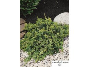 14222417PA Juniperus horizontalis Golden Carpet (Copy)