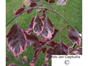 Fagus Sylvatica Tricolor