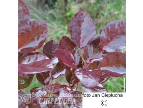 Cotinus coggygria Purpureus (1)