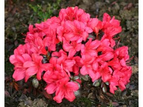 Azalia japonska Maruschka Rhododendron