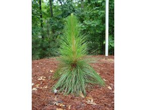 Sosna blotna Pinus palustris JEDYNA ORYGINALA
