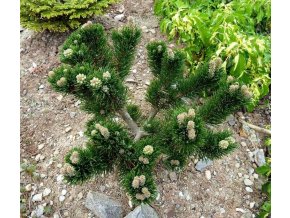 NATURALNE BONSAI Sosna gorska Jakobsen