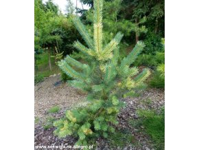 MAGIA BARW Sosna pospolita Greg s Variegated Kod producenta Pinus sylvestris Greg s Variegated C3