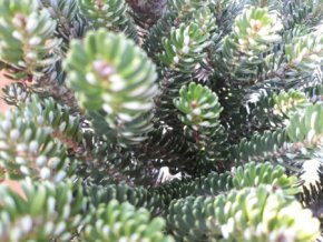 abies moli