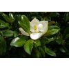 Magnolia grandifloraGallisoniensis