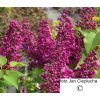 Šeřík obecný Andenken an Ludwig Späth (Syringa vulgaris Andenken an Ludwig Späth)