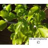 Buk lesní Dawyck Gold (Fagus sylvatica (Dawyck Gold)