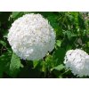 Hortenzie stromečková Annabelle‘ (Hydrangea arborescens)