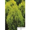 Thuja occidentalis Golden Smaragd výška 60cm