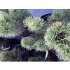 Pinus mugo Dezember Gold