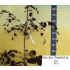 Buk lesní Atropunicea (Fagus sylvatica 'Atropunicea')