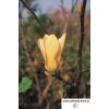 16102338PA Magnolia Butterflies (Copy)