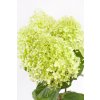 HORTENZIE LATNATÁ 'CANDLELIGHT' PBR (HYDRANGEA PANICULATA)
