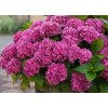 HORTENZIE VELKOLISTÁ 'fialový' (HYDRANGEA MACROPHYLLA)