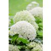 HYDRANGEA ARBORESCENS INCREDIBALL® 'ABETWO' BÍLÁ AŽ PISTÁCIOVÁ, STROMEČKOVITÁ VÝŠKA 40CM