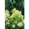 HYDRANGEA PANICULATA LITTLE LIME® 'JANE' PBR LATNATÁ, KRÉMOVO-BÍLÁ