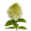 HYDRANGEA PANICULATA MAGICAL MOONLIGHT 'KOLMAGIMO' LATNATÁ, BÍLÁ VÝŠKA 40CM