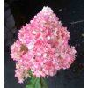 HYDRANGEA PANICULATA VANILLE-FRAISE ' PBR LATNATÁ, BÍLO-RŮŽOVÁ VÝŠKA 40