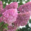 HYDRANGEA PANICULATA 'SUNDAE FRAISE' (RENSUN) KYTICE HORTENZIE