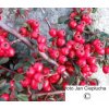 Cotoneaster x suecicus Coral Beauty (1)