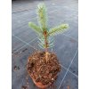 FENOLENALNY Swierk klujacy srebrny Bizon Blue Roslina w postaci sadzonka w pojemniku 2 3l
