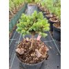 UROCZY KARZEL Swierk pospolity Svaty Jan Kod producenta Picea abies Svaty Jan C3